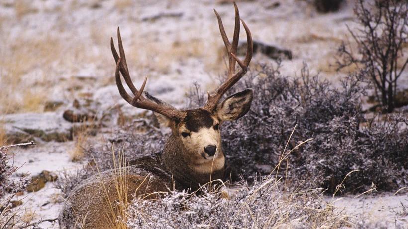 Wyoming announces 4-point restriction on mule deer