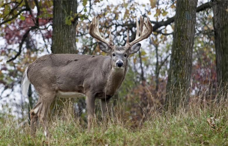 Whitetail_Ohio_F