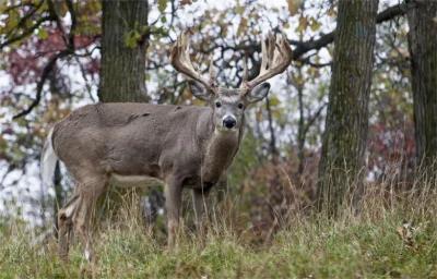 Whitetail_Ohio_F