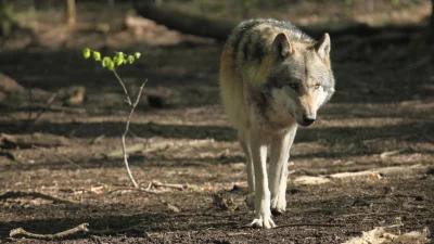 Colville tribes withdraw from agreement to provide wolves to Colorado