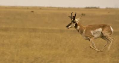 Wyoming antelope tags declined h1