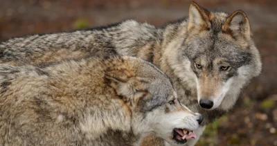 Idaho wolves new laws h1