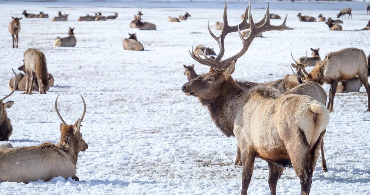 Nebraska rancher elk depredation h1