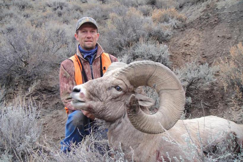 Montana bighorn sheep harvest