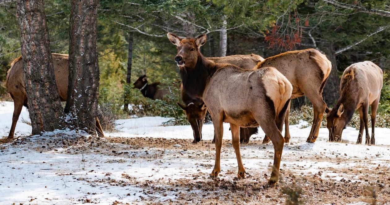 Wyoming elk feedground bill h1