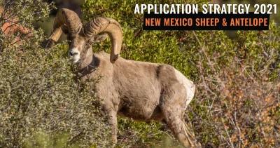 New mexico bighorn sheep antelope h1