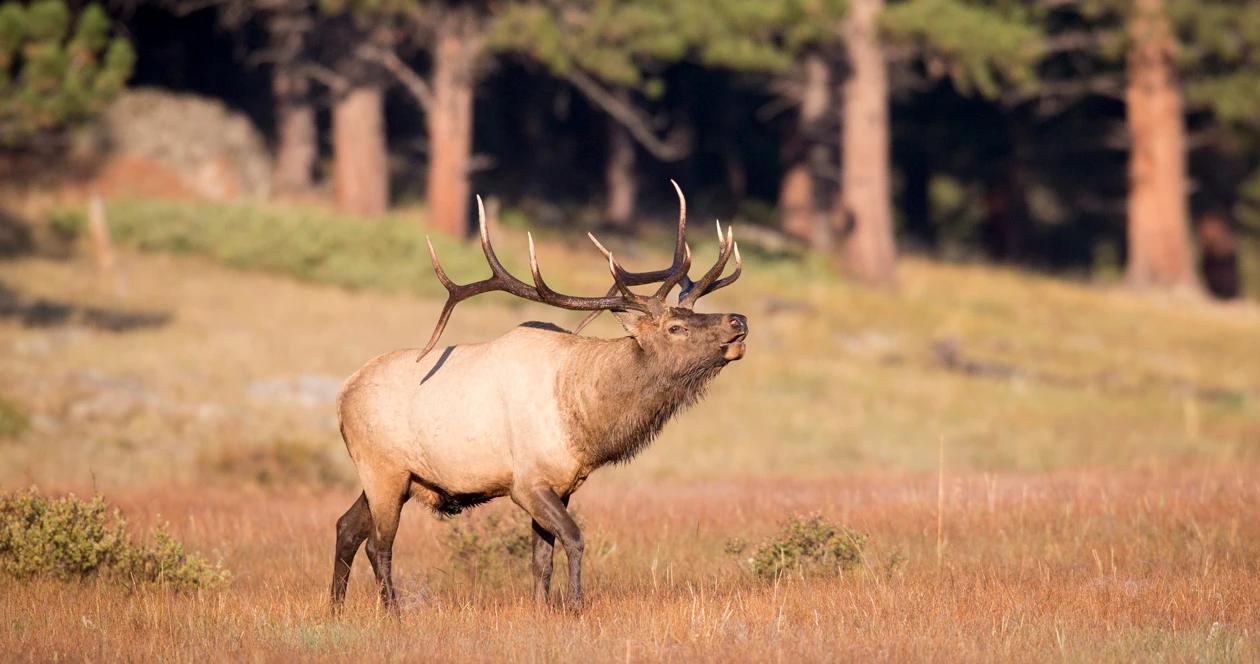 2023 new mexico elk application strategy article 1