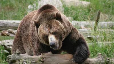 Montana man sentenced for illegally killing grizzly in 2020