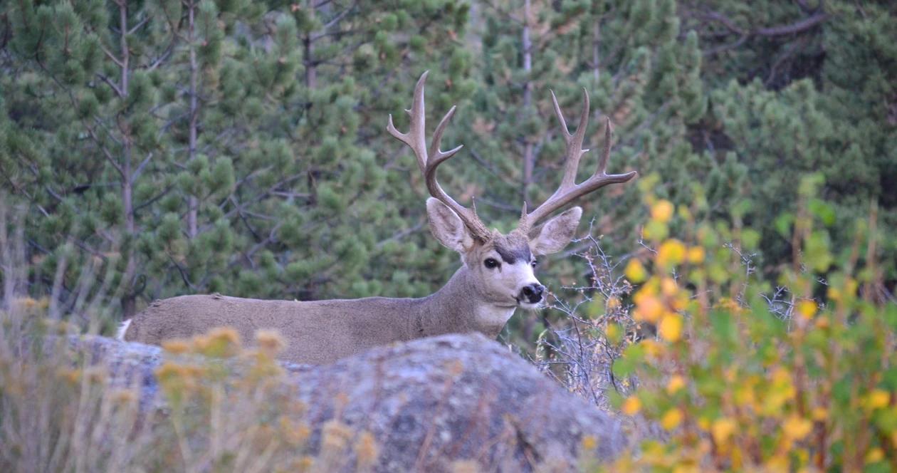 Hunters urged to complete new mexico applications online for public health concerns 1