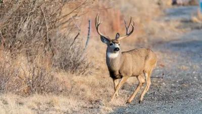 ALERT: Arizona webcast tonight Oct. 28 to review archery deer harvest allocations