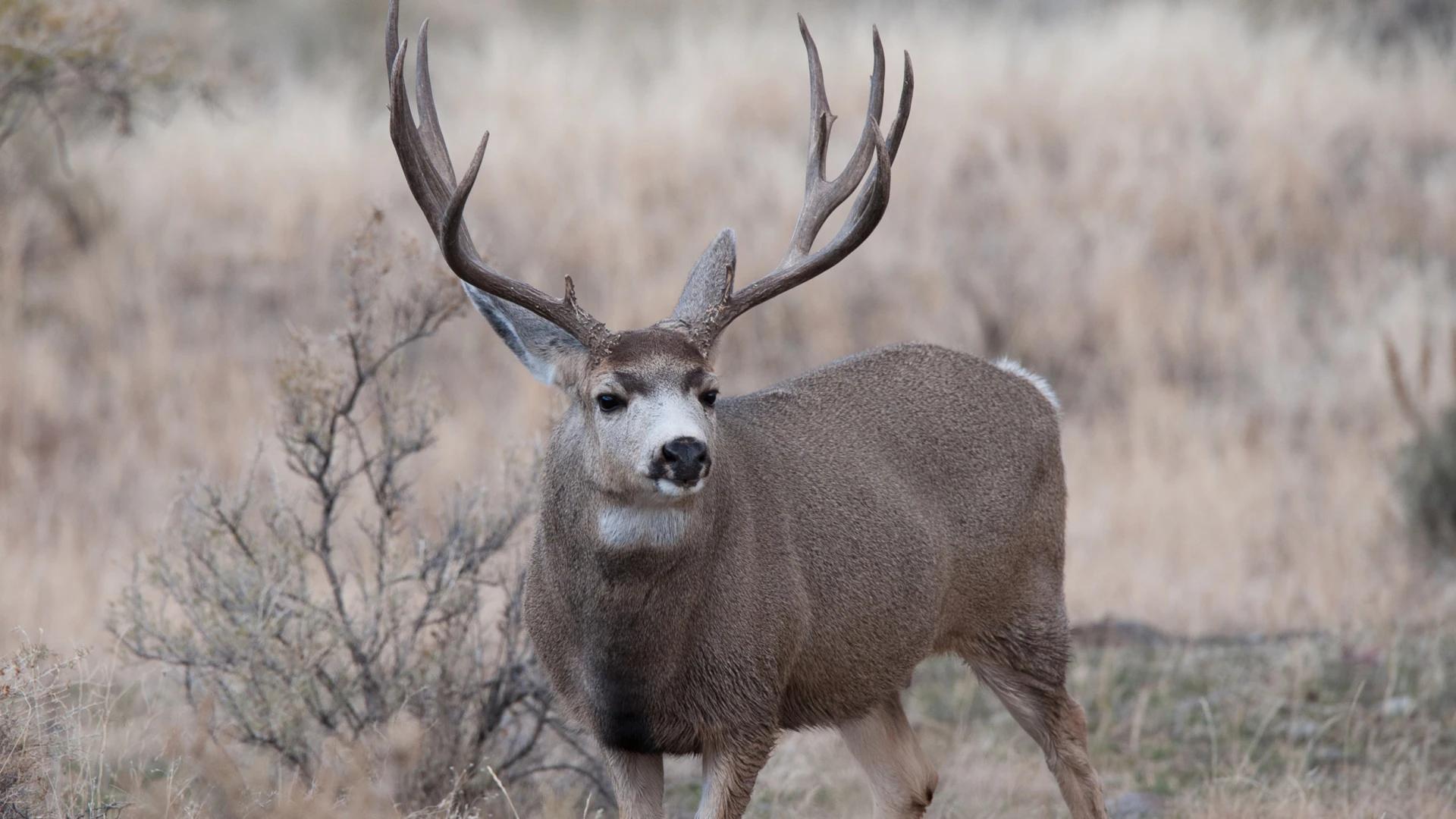 Former Utah wildlife board member under investigation for big game baiting