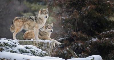 Elk wolves hunting montana h1