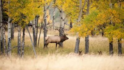CWD confirmed in Colorado elk, deer and moose