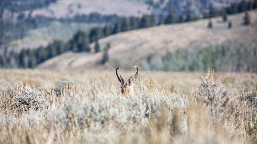 Wyoming antelope bedded in sagebrush