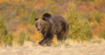 Grizzly bear killed by mfwp following attack 1