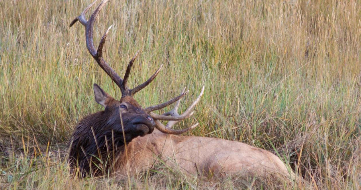 Oregon elk hunt changes h1