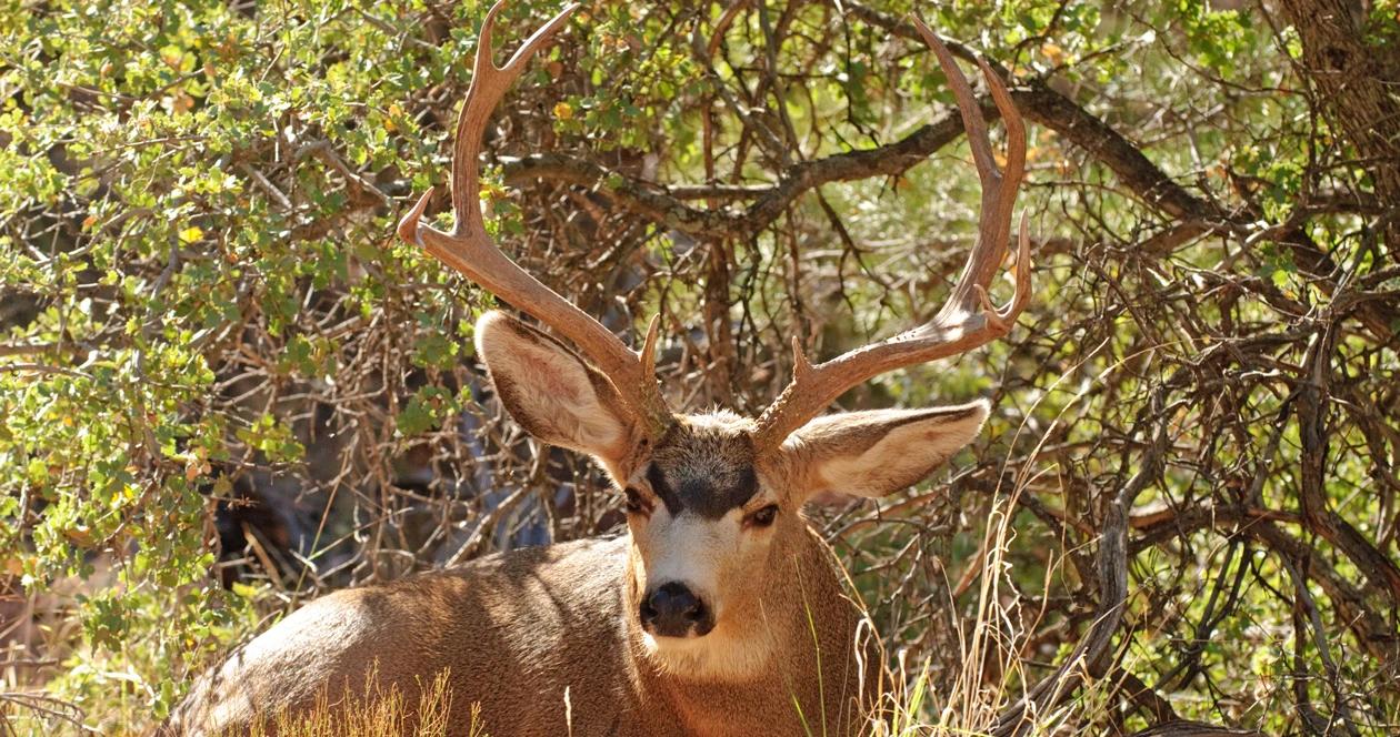 Texas mule deer h1