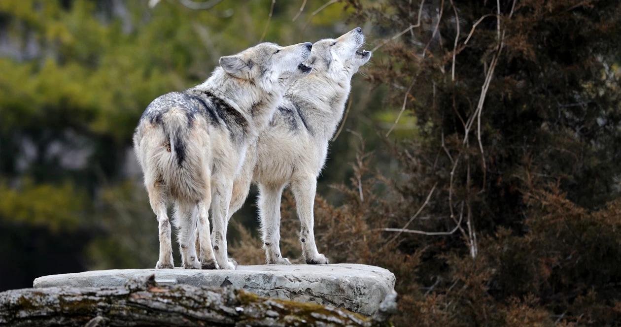 Alaskan wolves h1