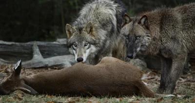 Gray wolves cwd h1_0