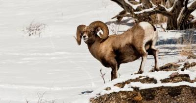 Oregon bighorn sheep units close due to pneumonia 1