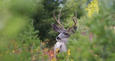 Alaska mule deer hunt research h1