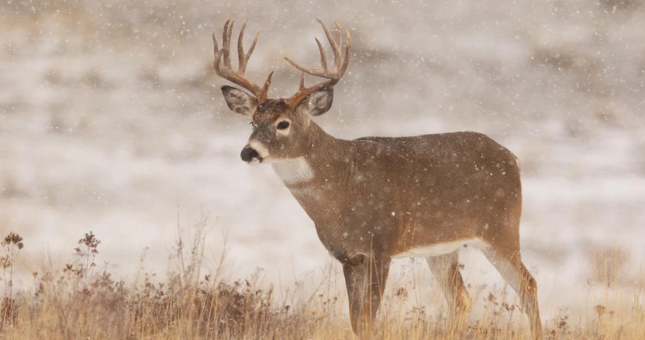 North dakota deer opportunities overview 1