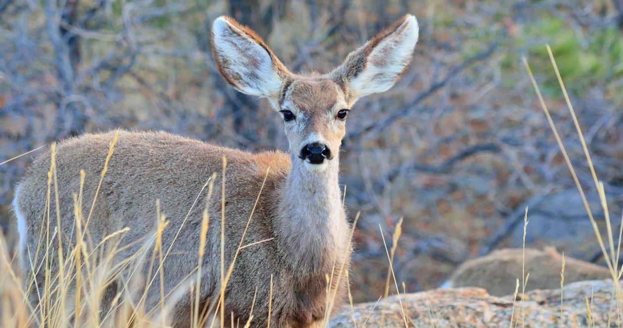 Idaho mule deer fawn saved h1