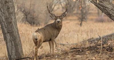 New mexico poacher trophy mule deer h1