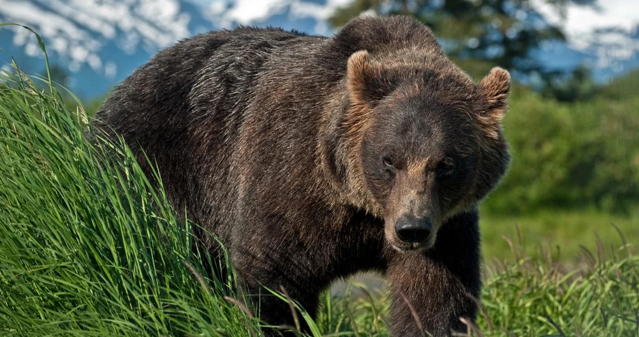 Alaska closed all bear hunts due to covid 19 1