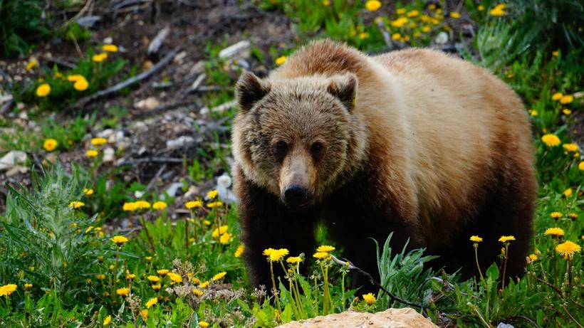 A new way to count Greater Yellowstone grizzly bears?