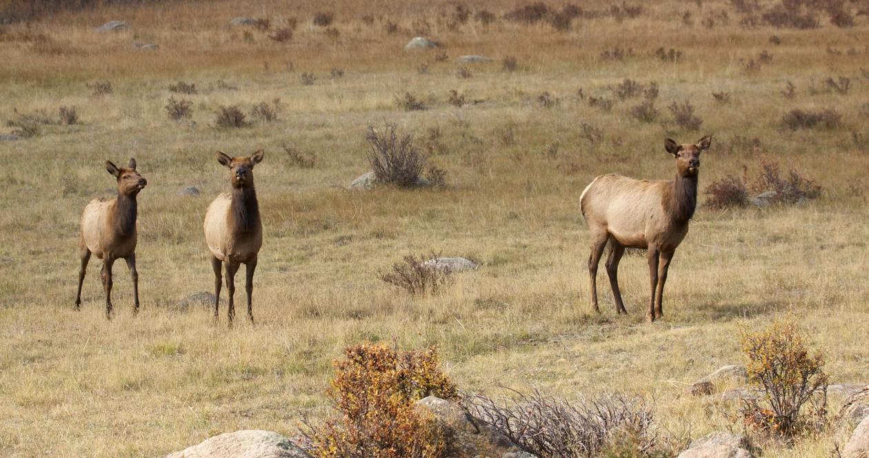 Montana elk stocks h1