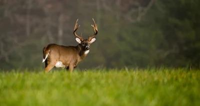 2023 iowa whitetail deer application strategy 1