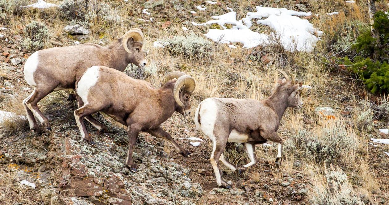 New mexico bighorn sheep group h1