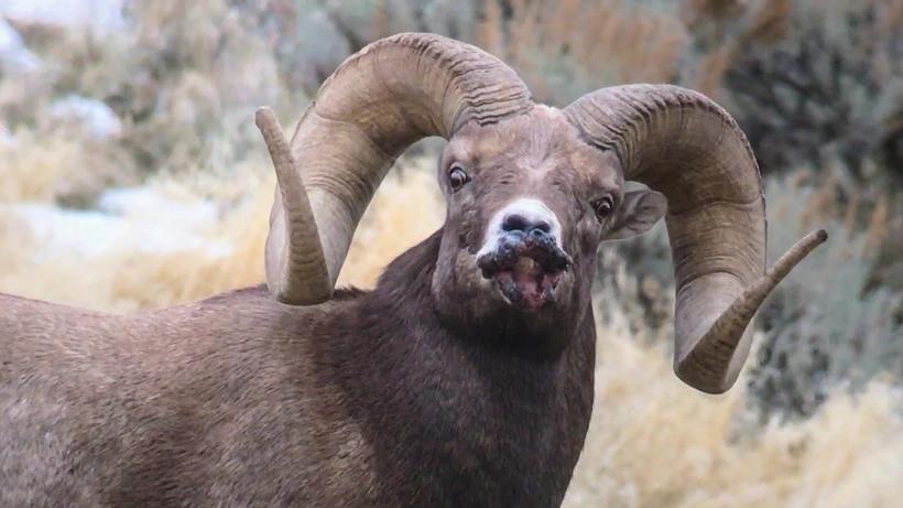Yellowstone Bighorn sheep infected with sore mouth disease