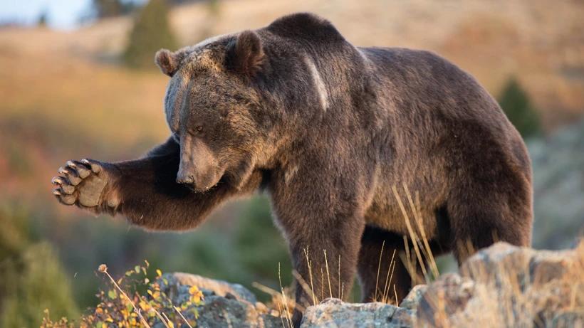Wyoming's wildlife commission unanimously approves grizzly hunt