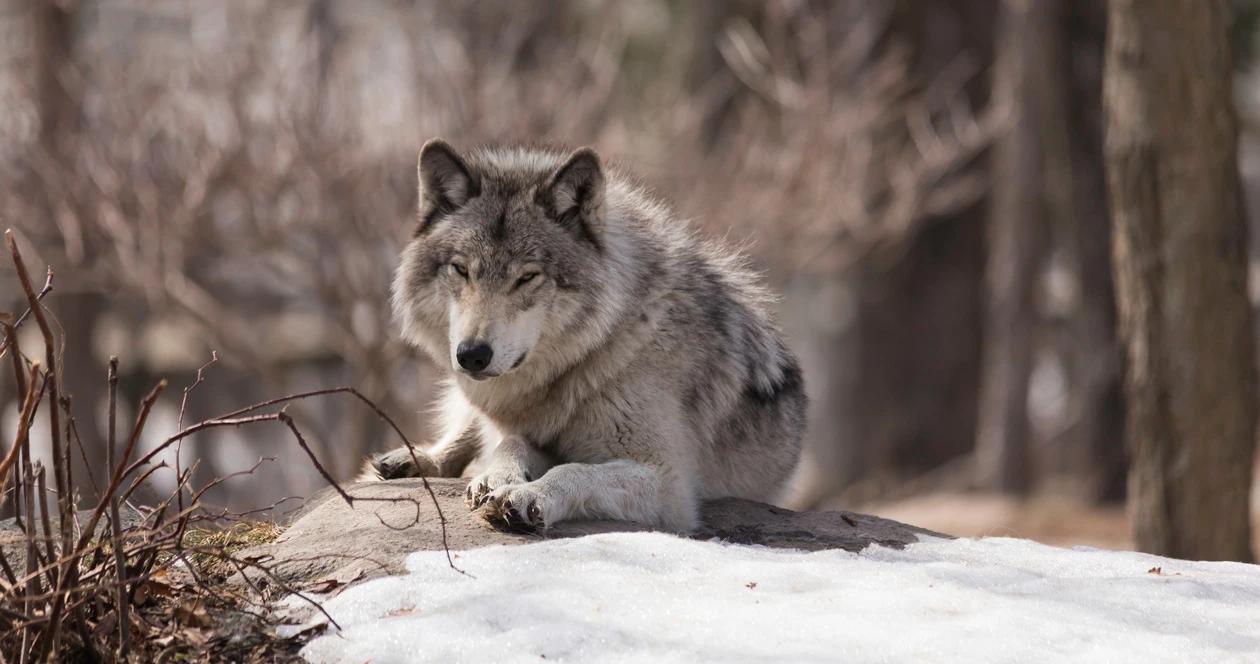 Colorado wolves reintroduction h1