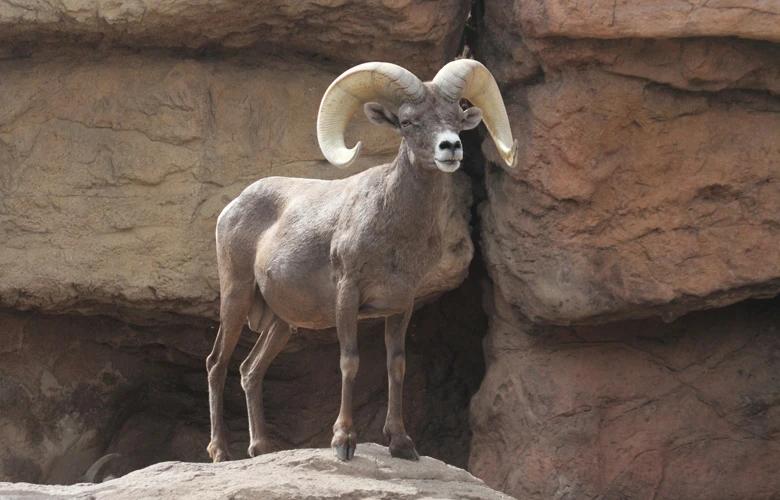 Desert bighorn sheep on rocks 1