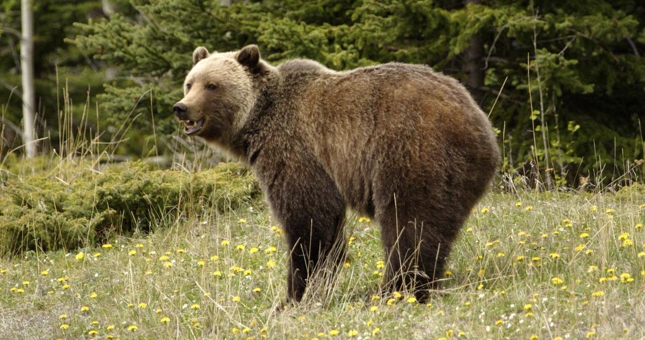 Idaho grizzly bear hunt approved 1