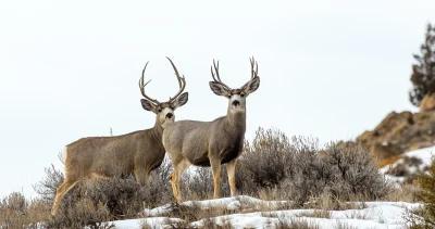 Wyoming sees decline in mule deer buck harvest in 2023 1