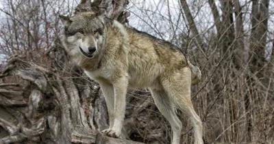 Oregon gray wolves protections h1