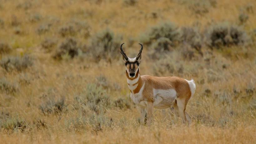 Lone antelope buck