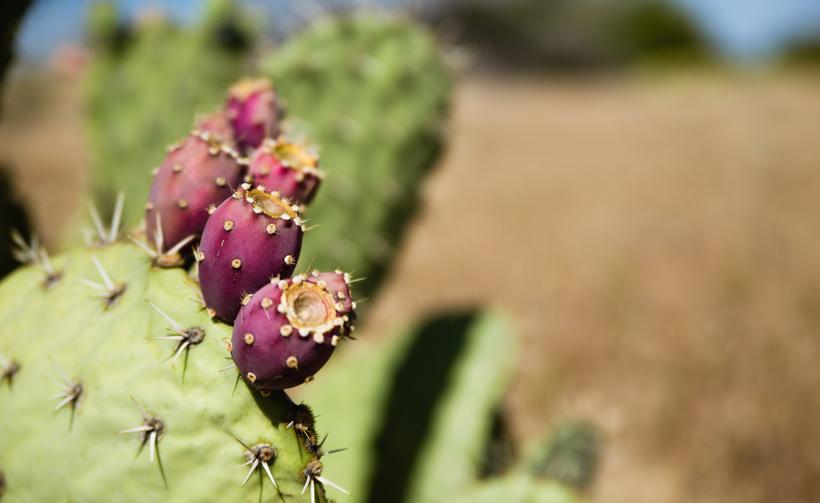 Prickly pear cactus fruit