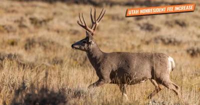 Utah increases nonresident hunting permit tag fees 1