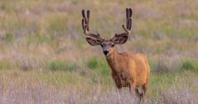 2023 wyoming deer and antelope application strategy 1