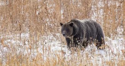 Grizzly bears yellowstone h1