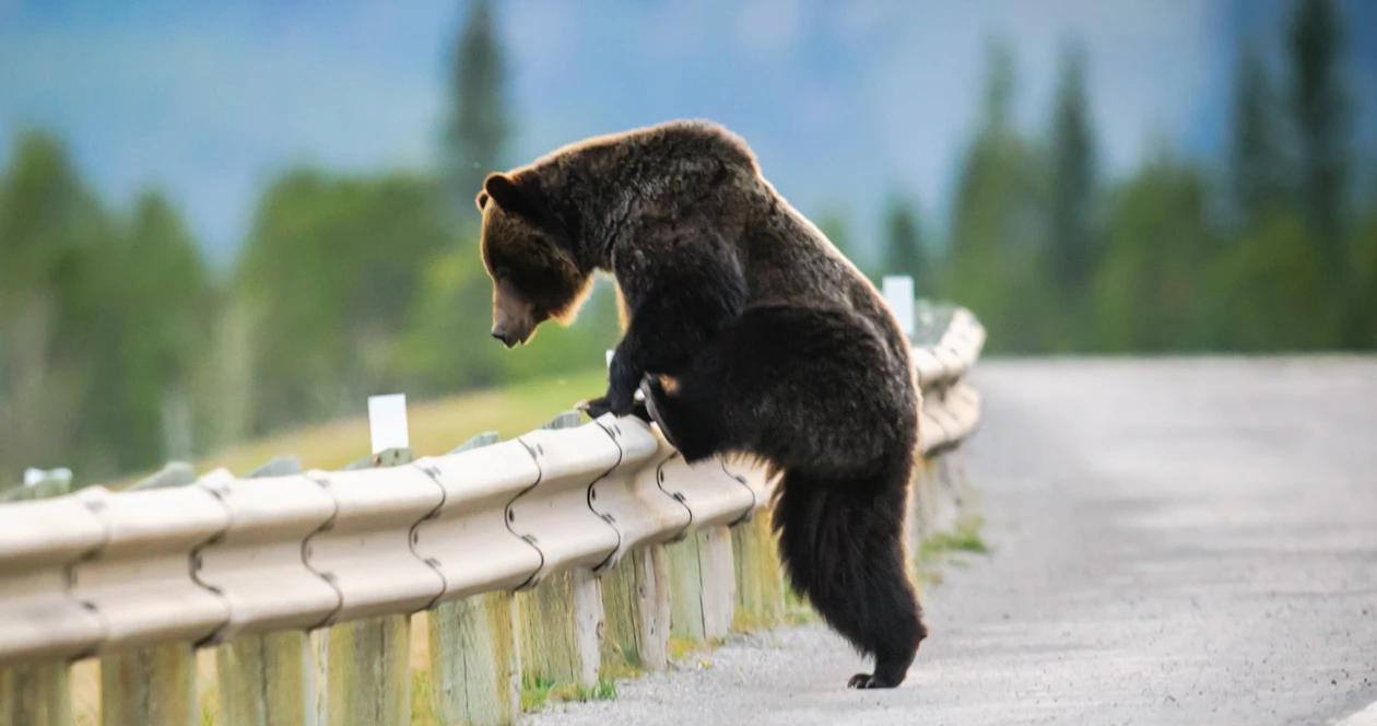 Dozens of drunk grizzly bears hit by trains for decades 1