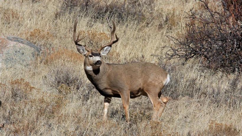 Changes to Arizona’s OTC deer hunts