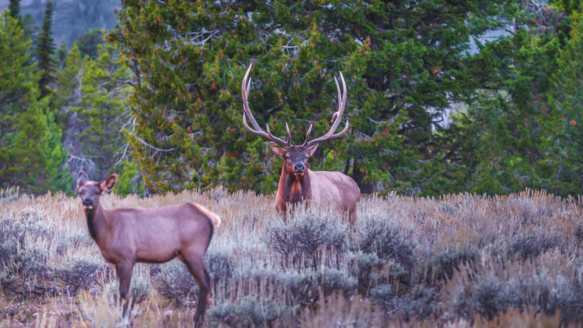 Montana general season elk — narrowing down your hunting research choices