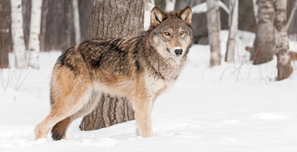 2021 montana wolf snaring 1