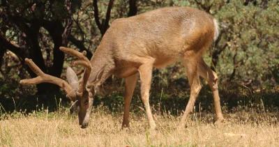 Ahd confirmed in california deer h1